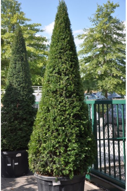 Taxus Baccata Topiar Cone